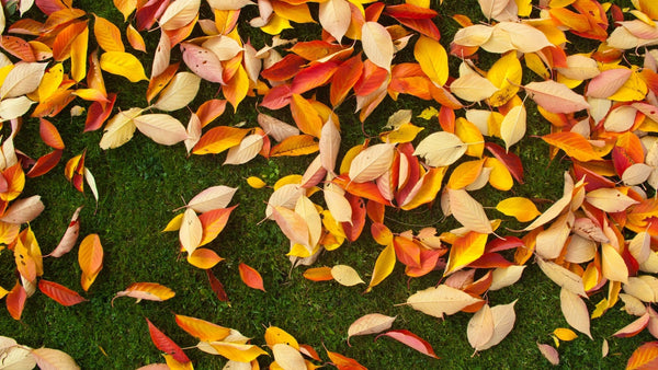 Transitioning your makeup and skin care routine from Summer to Fall - Olga's Organics